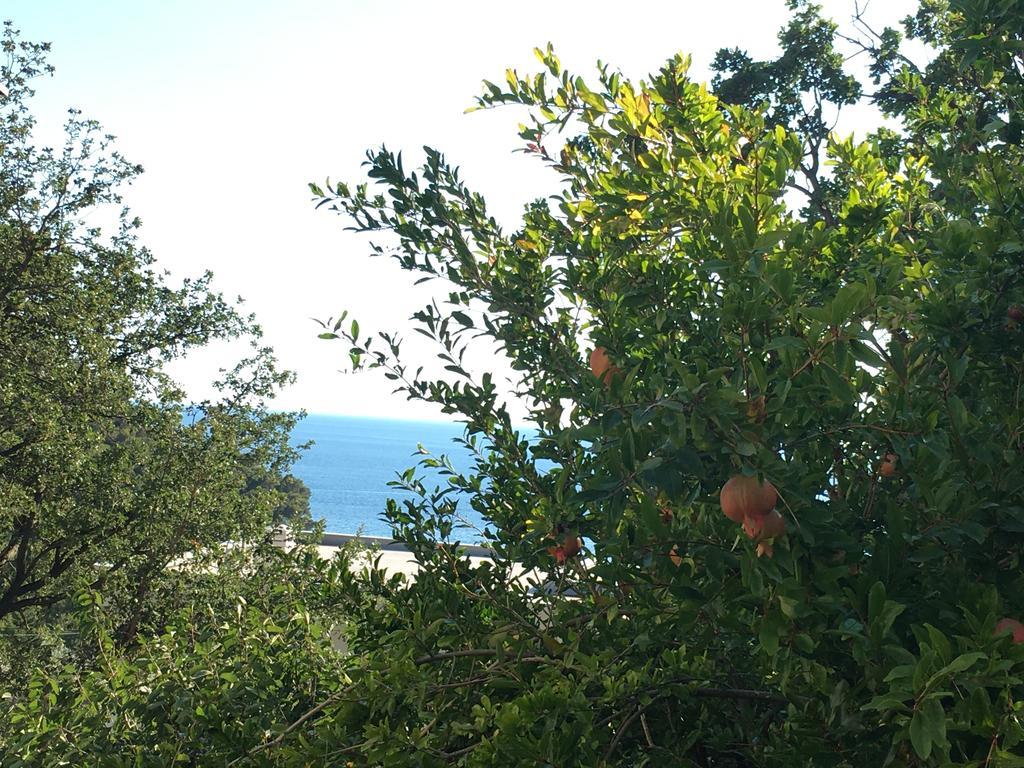 Villa Julia Petrovac Dış mekan fotoğraf